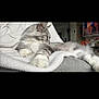 cat, sleeping, gray_cat, white_cat, fluffy, blanket, couch, indoor, cozy, relaxed, pet, feline, fur, resting, living_room, television, decor, houseplant, furniture, domestic_animal