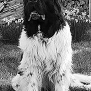 Nemo participe au concours pour gagner de l'argent avec cette photo : dog, black_and_white, fluffy, sitting, grass, flowers, woodpile, outdoor, pet, nature, canine, fur, garden, portrait, animal, muzzle, nose, paw, relaxed, daylight