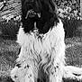 Nemo a rejoint le concours — aidez-le/la à gagner de superbes lots ! dog, black_and_white, fluffy, sitting, grass, flowers, woodpile, outdoor, pet, nature, canine, fur, garden, portrait, animal, muzzle, nose, paw, relaxed, daylight