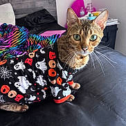 Nola joined the competition — help win amazing prizes! cat, pet, bed, blanket, clothing, halloween, ghost, boo, indoor, feline, striped_blanket, green_eyes, curious, fur, whiskers, ears, animal, cute, costume, black_bedspread