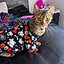 cat, pet, bed, blanket, clothing, halloween, ghost, boo, indoor, feline, striped_blanket, green_eyes, curious, fur, whiskers, ears, animal, cute, costume, black_bedspread