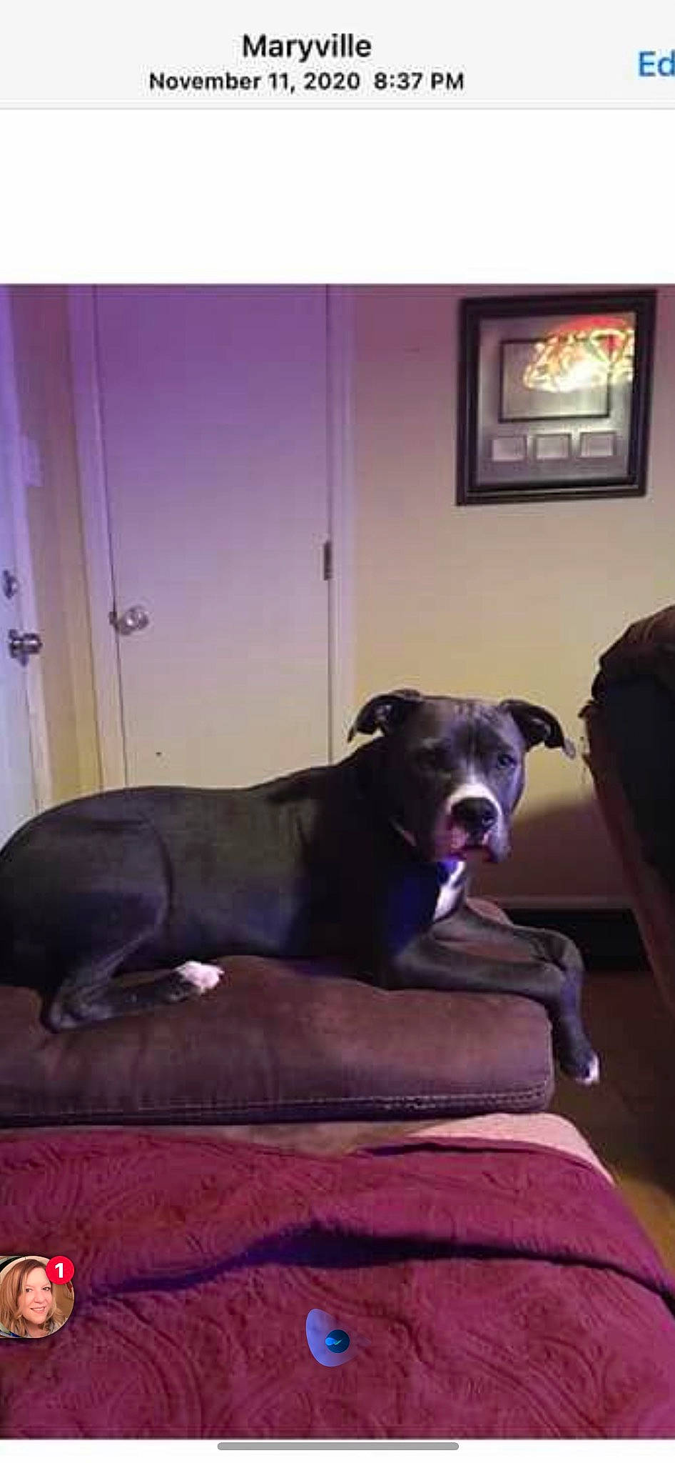 Gambi is registered to the contest to win money with this photo: carnivore, comfort, companion_dog, dog, dog_breed, door, fawn, floor, flooring, hardwood, magenta, picture_frame, purple, room, snout, sporting_group, tints_and_shades, whiskers, wood, working_animal