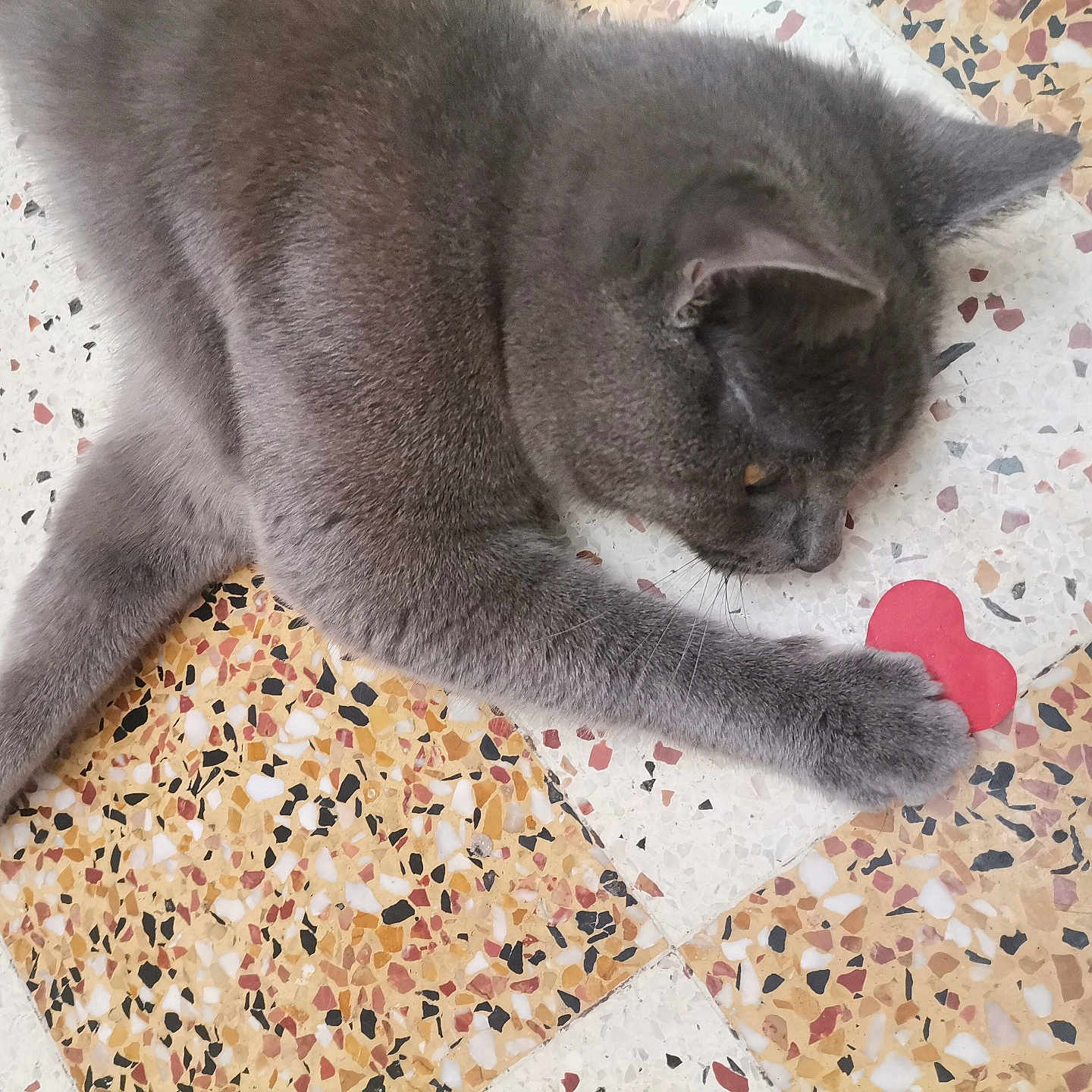 Doudou participe au concours pour gagner de l'argent avec cette photo : abyssinian, animal, applique, cat, hardwood, homedecor, indoors, interiordesign, kitten, linen, manx, mat, pattern, person, pet, siamese, slate, sleeping, tile, wood