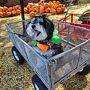 Charlie joined the competition — help win amazing prizes! animal, bench, canine, dog, face, food, furniture, head, machine, person, pet, photography, plant, portrait, produce, pumpkin, puppy, squash, vegetable, wheel