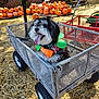 animal, bench, canine, dog, face, food, furniture, head, machine, person, pet, photography, plant, portrait, produce, pumpkin, puppy, squash, vegetable, wheel