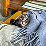 Nyima participe au concours pour gagner de l'argent avec cette photo : animal, blanket, cat, cozy, curious, cushion, eyes, fringe, furniture, home, indoor, notebooks, pet, pillow, resting, soft, tabby, texture, whiskers, wood