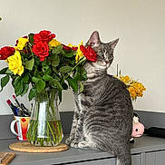 Nyima participe au concours pour gagner de l'argent avec cette photo : animal, cat, countertop, curious, decor, domestic, feline, flowers, glass_vase, gray_tabby, green_eyes, houseplant, indoor, pet, plant_stems, red_roses, roses, still_life, vase, yellow_roses