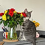 animal, cat, countertop, curious, decor, domestic, feline, flowers, glass_vase, gray_tabby, green_eyes, houseplant, indoor, pet, plant_stems, red_roses, roses, still_life, vase, yellow_roses