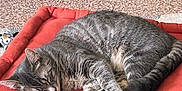 Nyima participe au concours pour gagner de l'argent avec cette photo : cabinet, carpet, cat, cozy, cushion, feline, fur, home, indoor, paw, pet, quiet, red_cushion, relaxation, resting, sleeping, stack, tabby_cat, tail, yellow_cushion