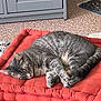 cabinet, carpet, cat, cozy, cushion, feline, fur, home, indoor, paw, pet, quiet, red_cushion, relaxation, resting, sleeping, stack, tabby_cat, tail, yellow_cushion