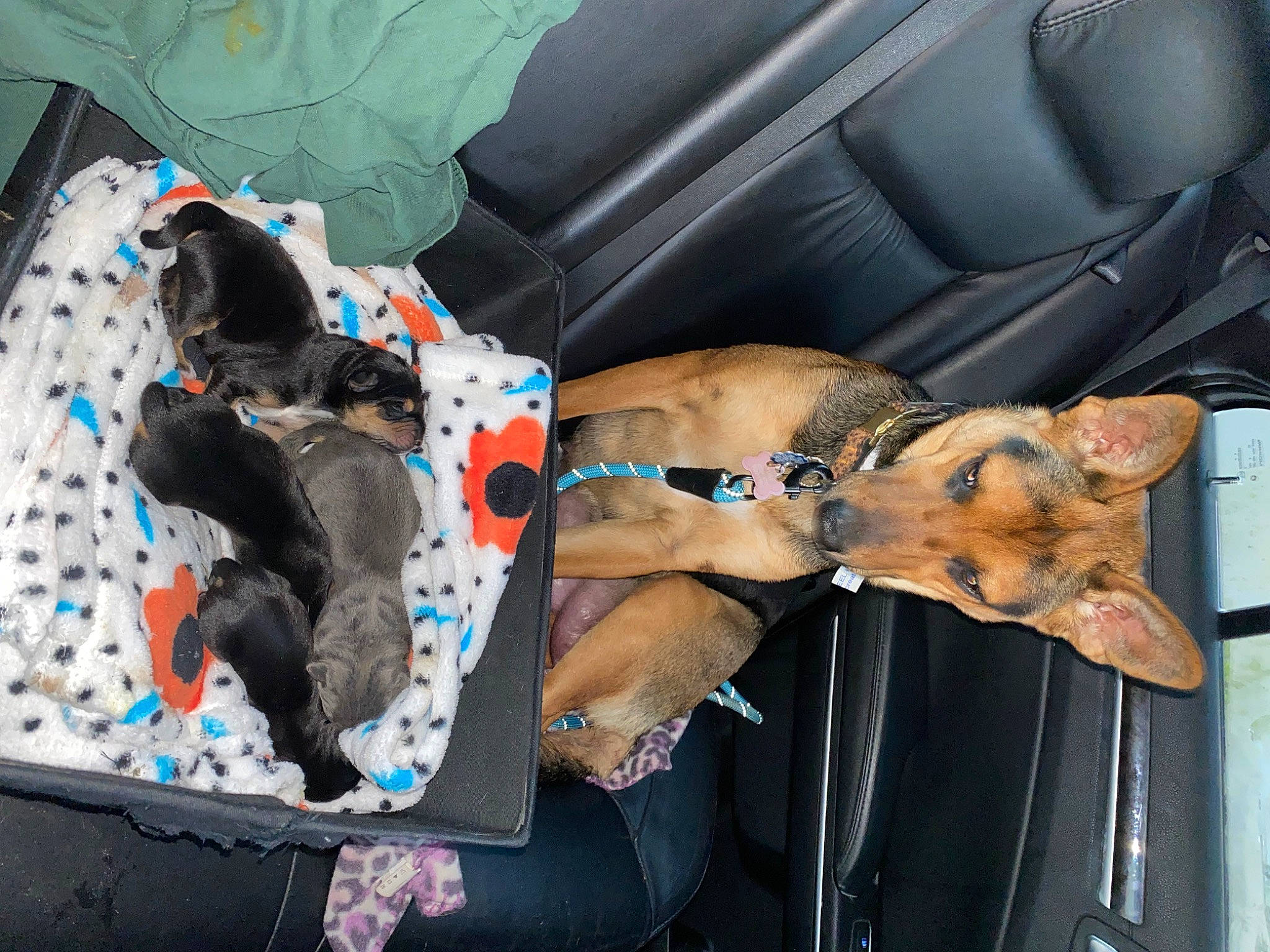 Millie is registered to the contest to win money with this photo: auto_part, automotive_exterior, car, car_seat, car_seat_cover, carnivore, comfort, companion_dog, dog, dog_breed, dog_supply, fawn, head_restraint, mammal, motor_vehicle, sporting_group, trunk, vehicle, vehicle_door, working_animal