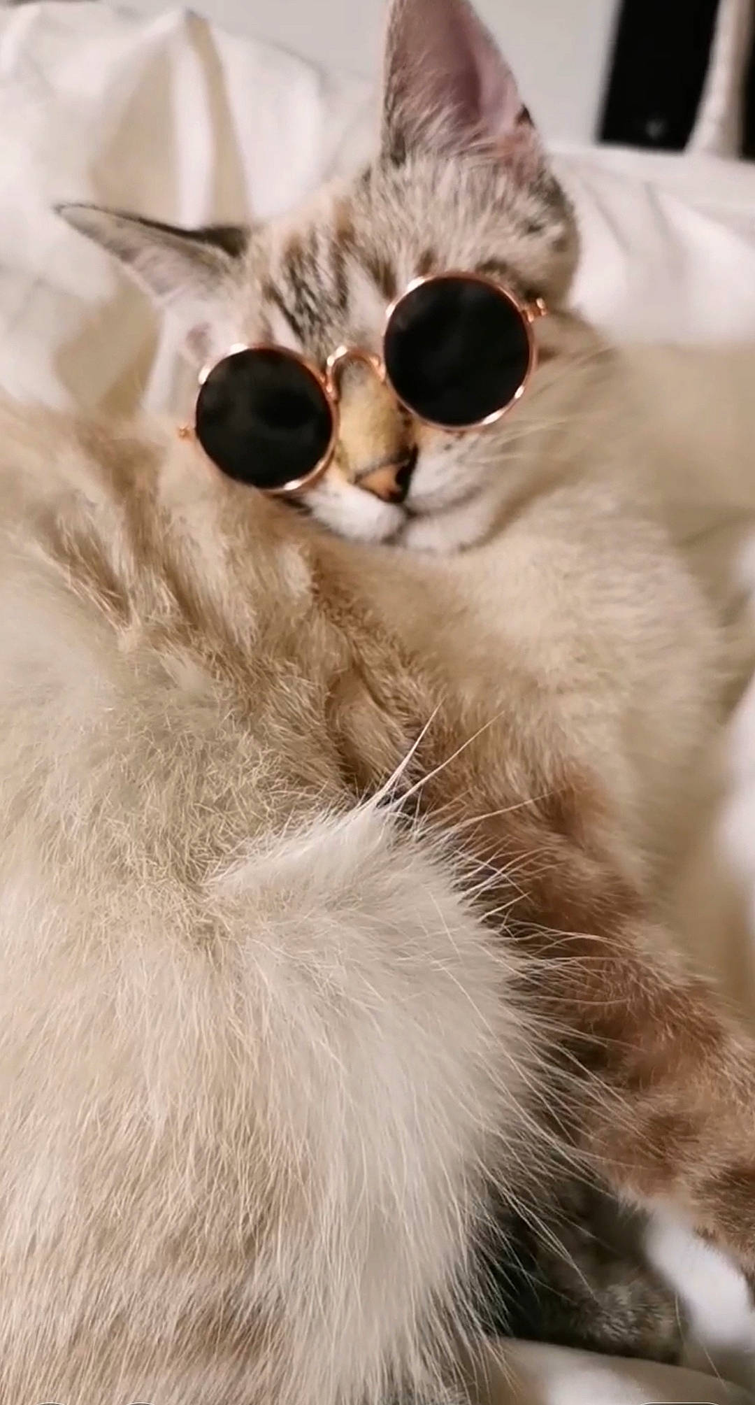 Gus participe au concours pour gagner de l'argent avec cette photo : beige, carnivore, cat, claw, close_up, comfort, ear, eyewear, fawn, felidae, fur, grey, monochrome, monochrome_photography, paw, small_to_medium_sized_cats, snout, terrestrial_animal, vision_care, whiskers