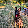 dog, german_shepherd, pet, animal, sitting, outdoor, garden, backyard, grass, trees, forest, sunlight, golden_hour, picnic_table, harness, black_and_tan, pointed_ears, tongue_out, portrait, happy