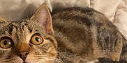 Mounette a rejoint le concours — aidez-le/la à gagner de superbes lots ! cat, tabby, pet, animal, feline, indoor, blanket, fur, whiskers, ears, curious, wide_eyes, lying_down, cozy, domestic, cute, soft, resting, bedroom, comfort