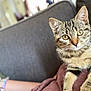 Mounette participe au concours pour gagner de l'argent avec cette photo : cat, kitten, tabby, pet, animal, feline, indoor, couch, blanket, fur, whiskers, curious, young, eyes, ears, paws, relaxing, home, cozy, portrait