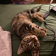 Mounette participe au concours pour gagner de l'argent avec cette photo : cat, kitten, tabby, animal, pet, lying_down, green_background, cords, whiskers, ears, cute, feline, young_cat, indoor, closeup, playful, curious, brown_stripes, soft_focus, wide_eyes
