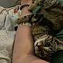 Mounette a rejoint le concours — aidez-le/la à gagner de superbes lots ! cat, kitten, tabby, animal, pet, clinging, arm, person, bed, blanket, indoor, cute, playful, fur, whiskers, claws, resting, curious, young, cozy