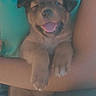 Sparky is registered to the contest to win money with this photo: puppy, dog, animal, pet, cute, smile, tongue_out, winking, arms, person, holding, fur, brown, young, happy, indoor, closeup, friendship, cuddle, joy