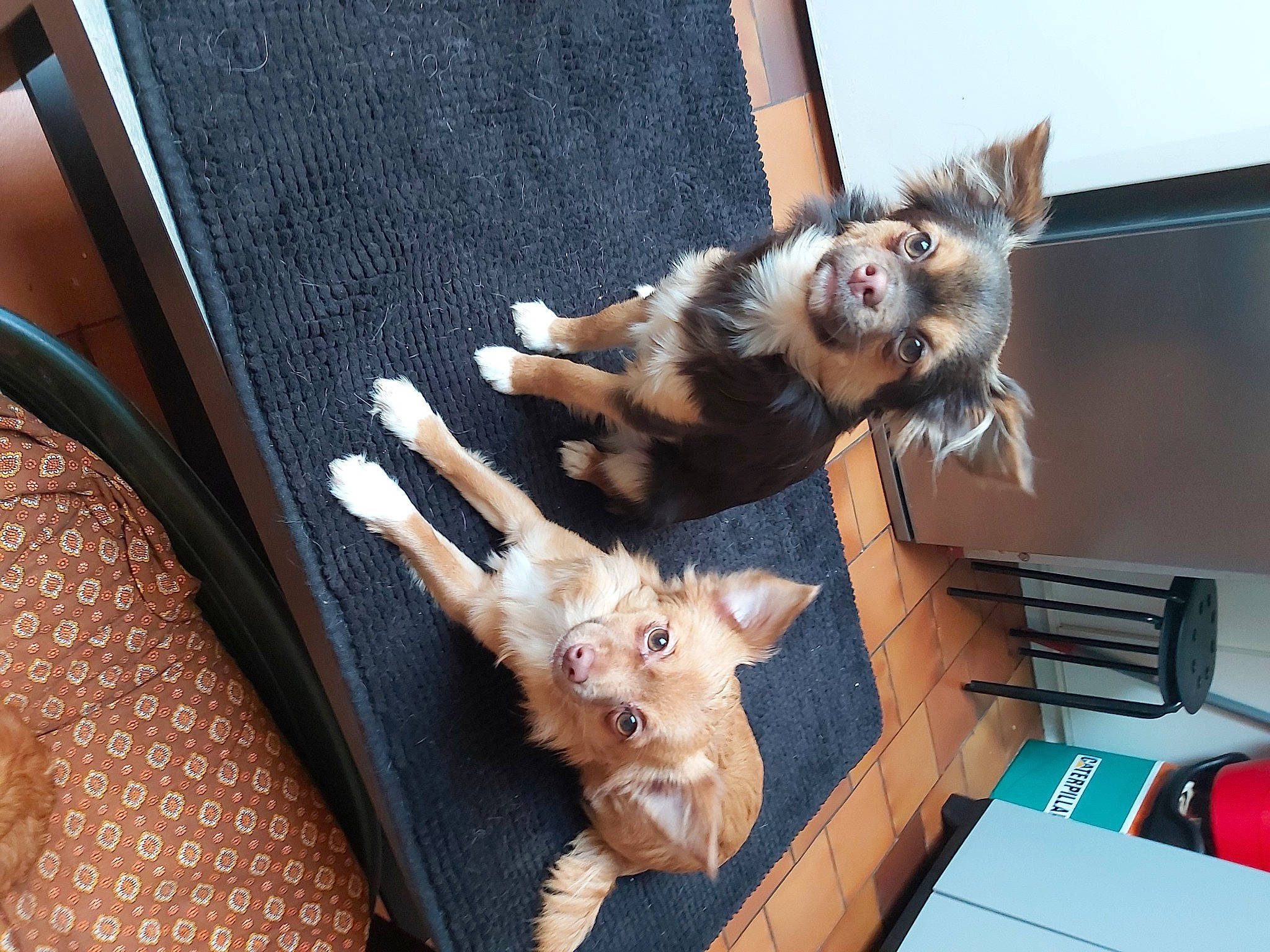 Radieuse a rejoint le concours — aidez-le/la à gagner de superbes lots ! canidae, carnivore, chair, comfort, companion_dog, dog, dog_breed, dog_supply, fawn, felidae, fur, mammal, small_to_medium_sized_cats, snout, sporting_group, tail, toy_dog, vertebrate, whiskers, working_animal