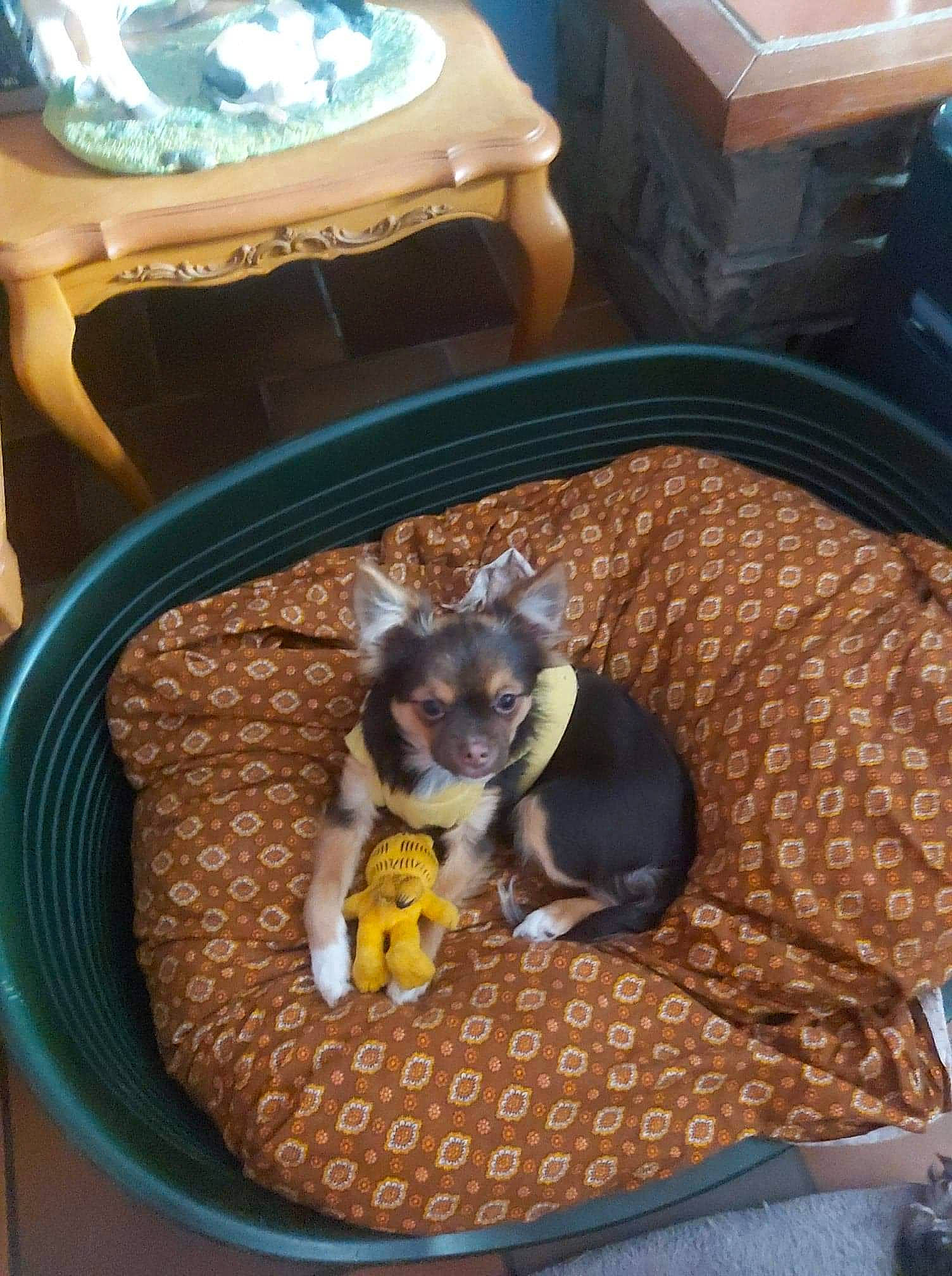 Radieuse participe au concours pour gagner de l'argent avec cette photo : animal_feed, canidae, carnivore, chair, comfort, companion_dog, dog, dog_bed, dog_breed, dog_supply, fawn, felidae, kitchen_appliance, pet_food, pet_supply, snout, table, tail, toy_dog, vertebrate