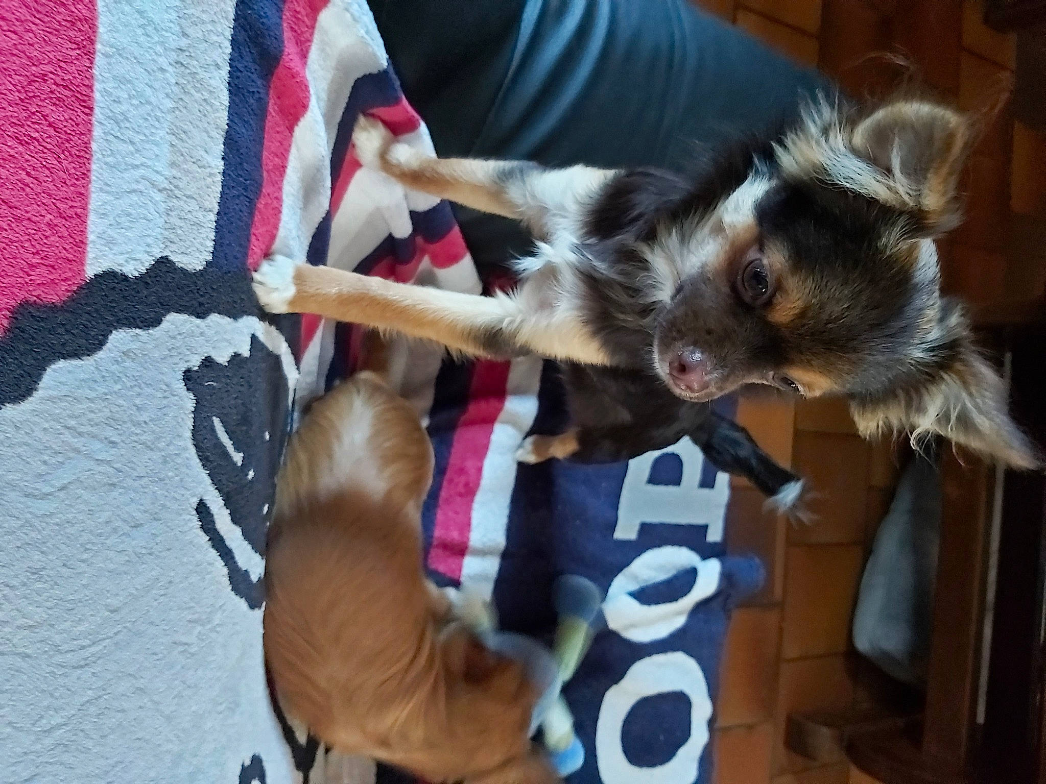 Radieuse participe au concours pour gagner de l'argent avec cette photo : canidae, carmine, carnivore, companion_dog, dog, dog_breed, dog_supply, fawn, felidae, fur, pet_supply, sporting_group, toy_dog, working_animal