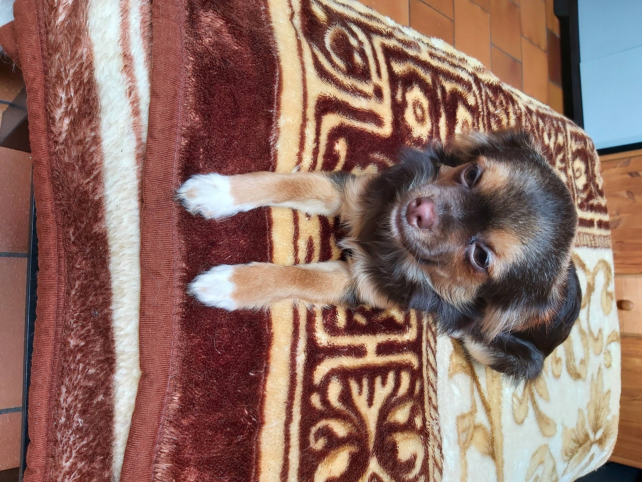 Radieuse participe au concours pour gagner de l'argent avec cette photo : carnivore, companion_dog, couch, dog_breed, fawn, felidae, flooring, fur, linens, liver, mammal, pattern, small_to_medium_sized_cats, snout, tail, textile, tree, vertebrate, whiskers, wood