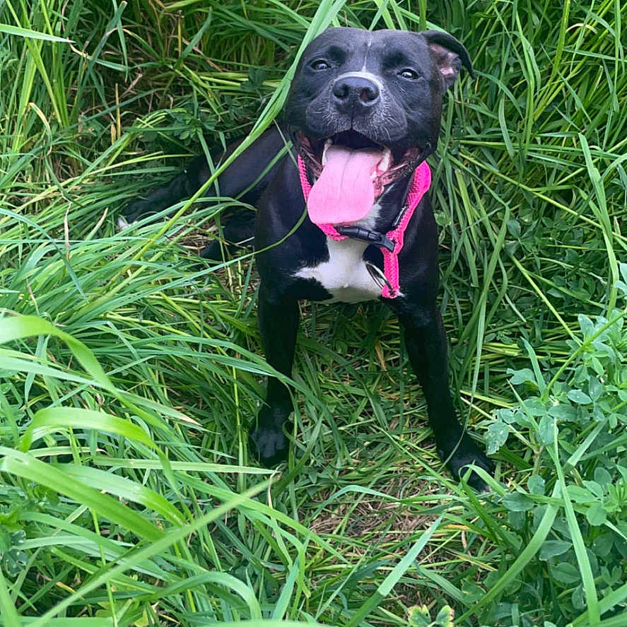 Nala participe au concours pour gagner de l'argent avec cette photo : accessories, animal, ball, boxer, bulldog, canine, dog, field, grass, grassland, hound, labradorretriever, nature, outdoors, pet, plant, puppy, sport, strap, vegetation