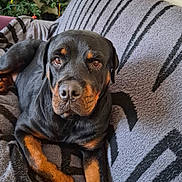 Ellie Rose is registered to the contest to win money with this photo: animal, black, blanket, brown, canine, christmas_tree, companion, couch, cozy, dog, fur, holiday, home, indoor, pet, portrait, relaxed, resting, rottweiler, striped