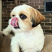 Gracie joined the competition — help win amazing prizes! animal, brick_wall, closeup, companion, couch, cozy, cute, dog, domestic, expression, face, fluffy, fur, home, indoor, licking, pet, resting, small_dog, tongue