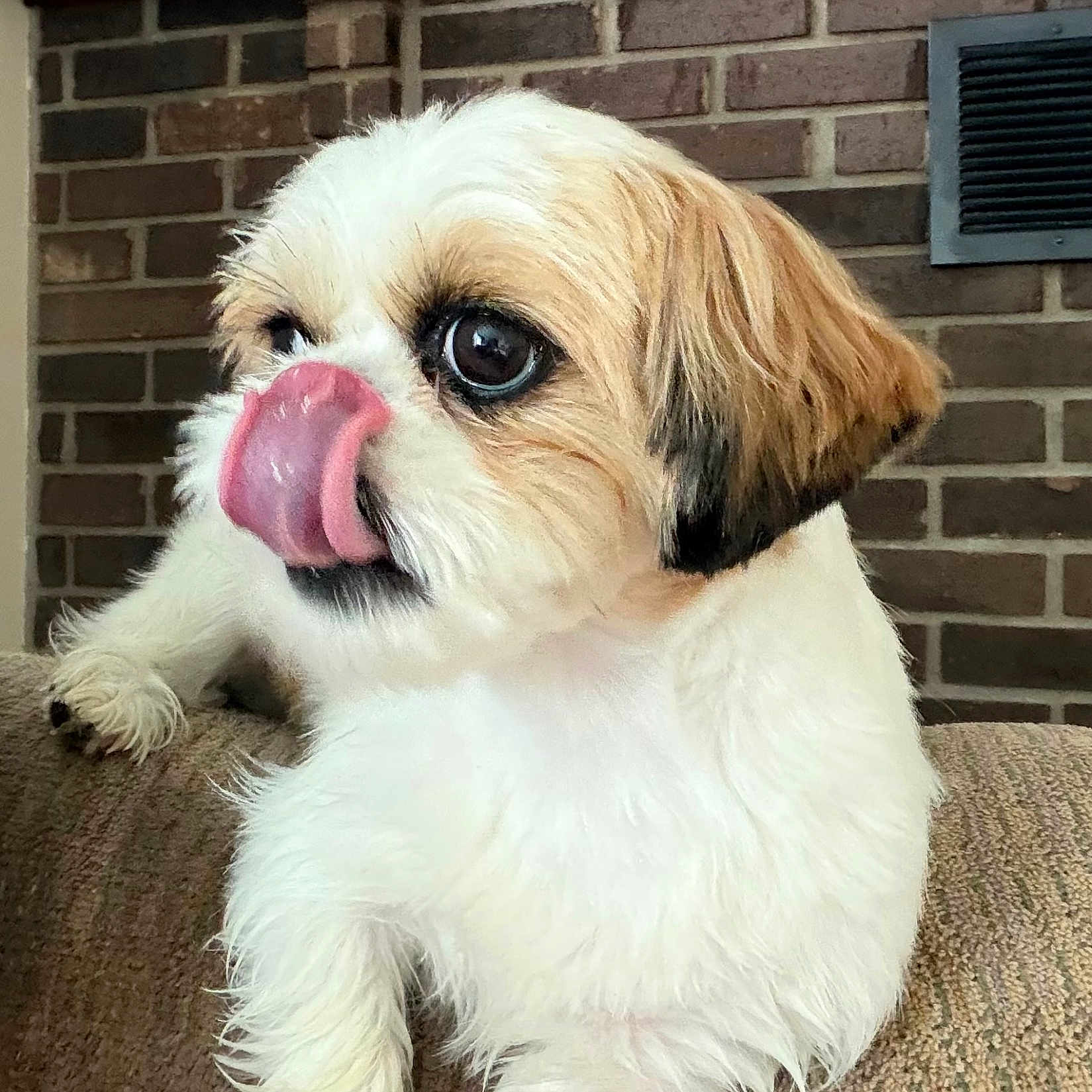 Gracie