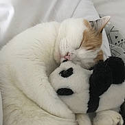 Gigi a rejoint le concours — aidez-le/la à gagner de superbes lots ! animal, bed, blanket, canine, cat, couch, cushion, dog, furniture, homedecor, indoors, kitten, manx, person, pet, plush, puppy, sleeping, toy, white