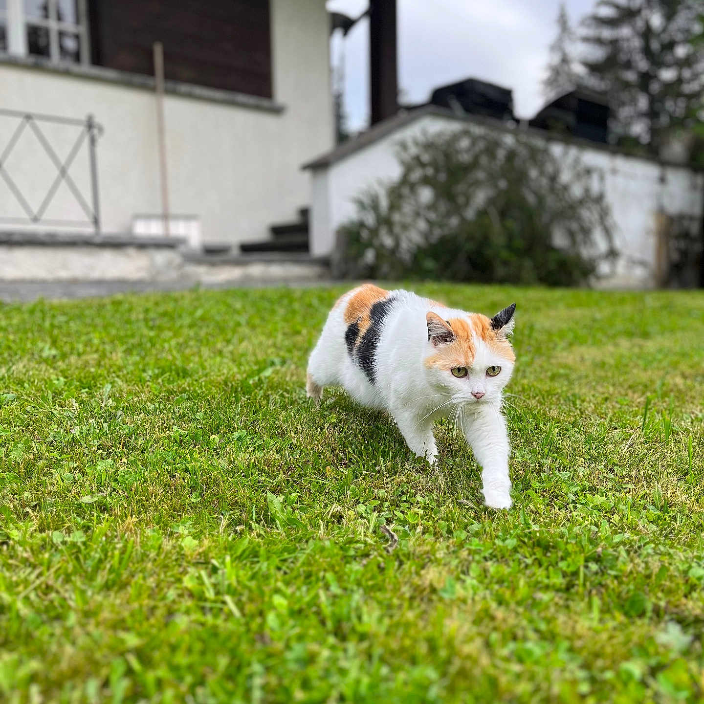 Gigi