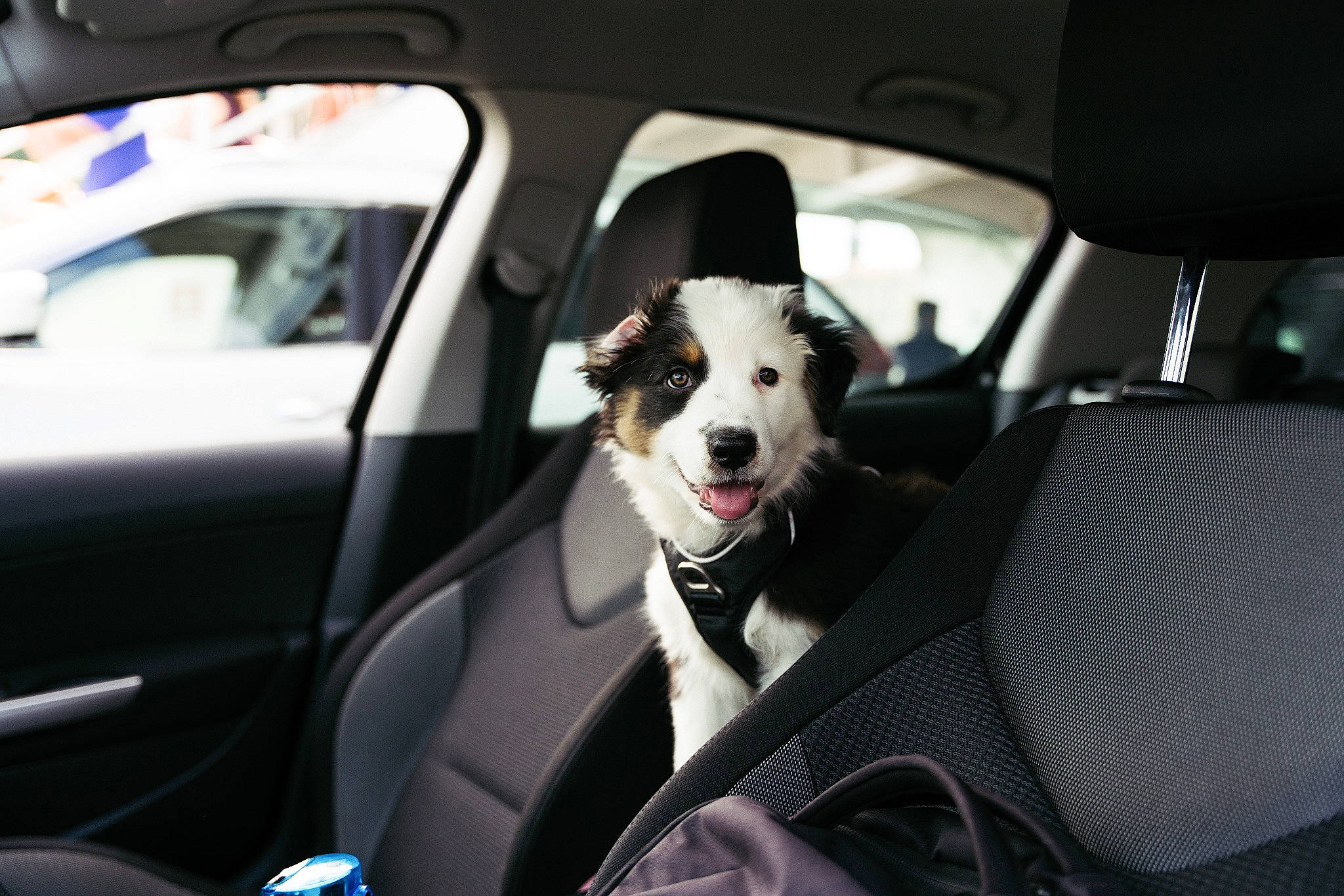 Virgule a rejoint le concours — aidez-le/la à gagner de superbes lots ! auto_part, automotive_design, automotive_exterior, automotive_lighting, automotive_mirror, car, car_seat, car_seat_cover, carnivore, companion_dog, dog, dog_breed, mode_of_transport, motor_vehicle, personal_luxury_car, seat_belt, steering_part, steering_wheel, vehicle, vehicle_door