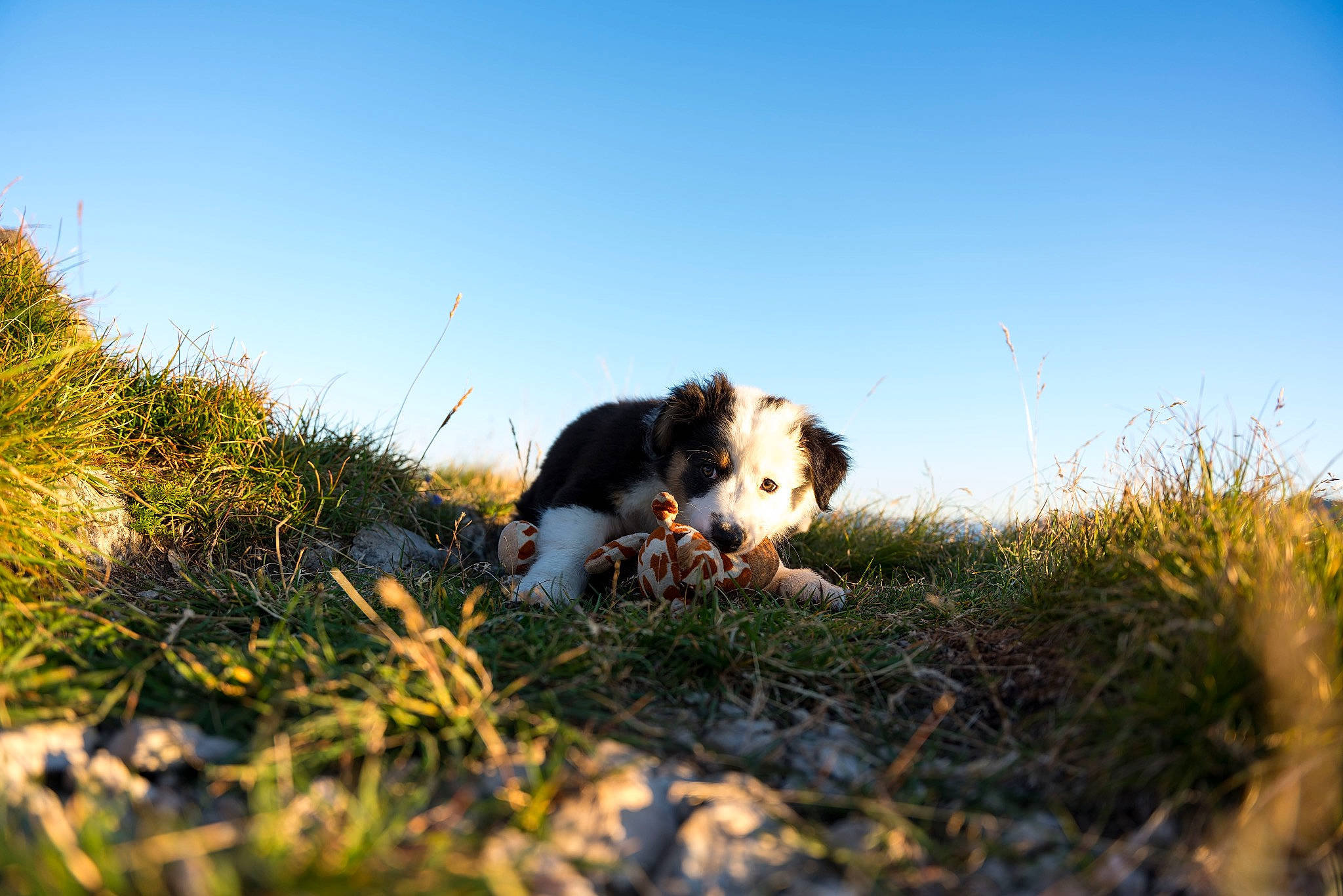 Virgule a rejoint le concours — aidez-le/la à gagner de superbes lots ! ball, canidae, carnivore, companion_dog, dog, dog_breed, fawn, field, grass, grass_family, grassland, happy, landscape, meadow, natural_landscape, pasture, people_in_nature, plant, prairie, sky