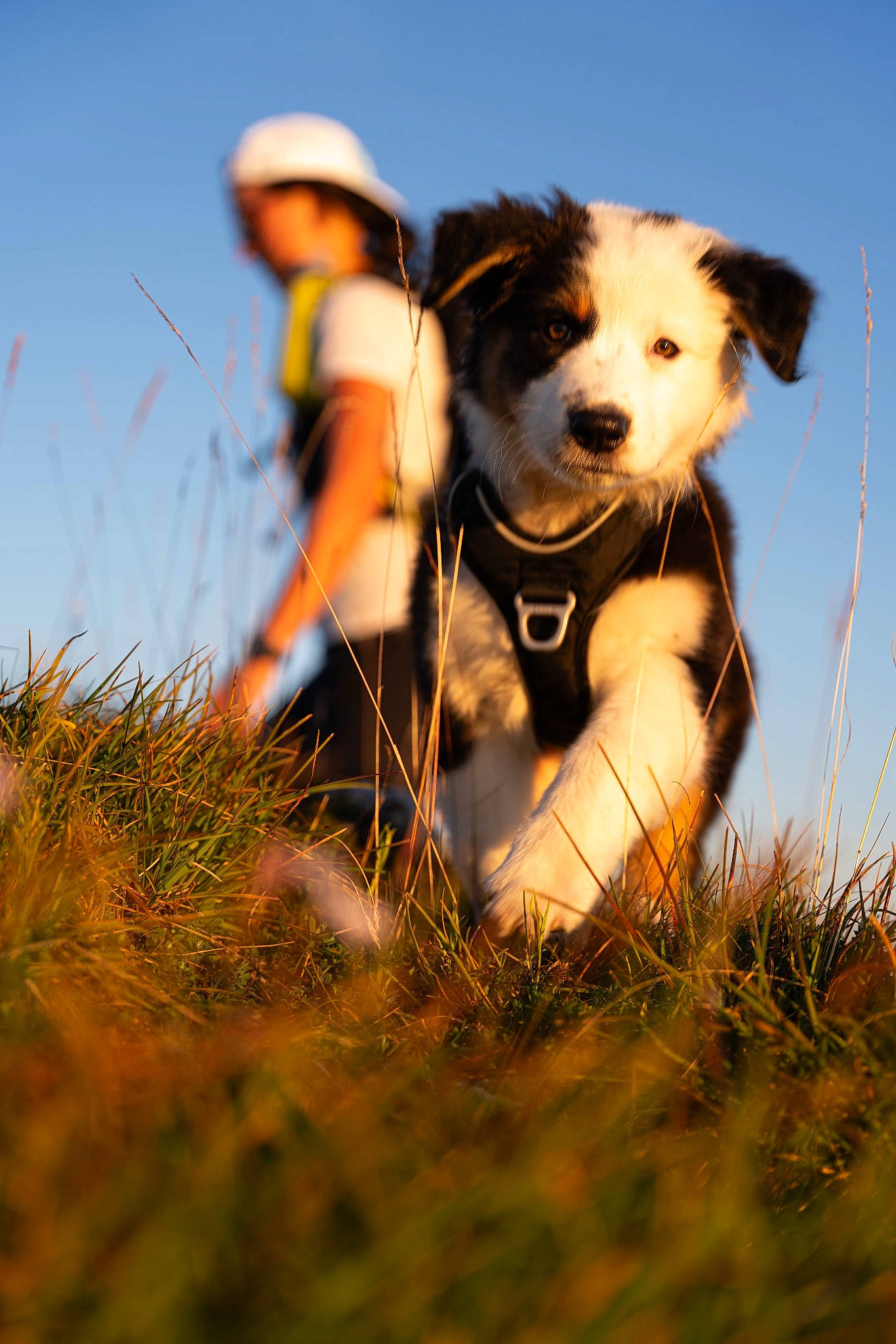 Virgule a rejoint le concours — aidez-le/la à gagner de superbes lots ! adventure, canidae, carnivore, companion_dog, dog, dog_breed, fashion_accessory, fawn, flash_photography, grass, grassland, happy, leash, people_in_nature, plant, prairie, recreation, sky, snout, sporting_group