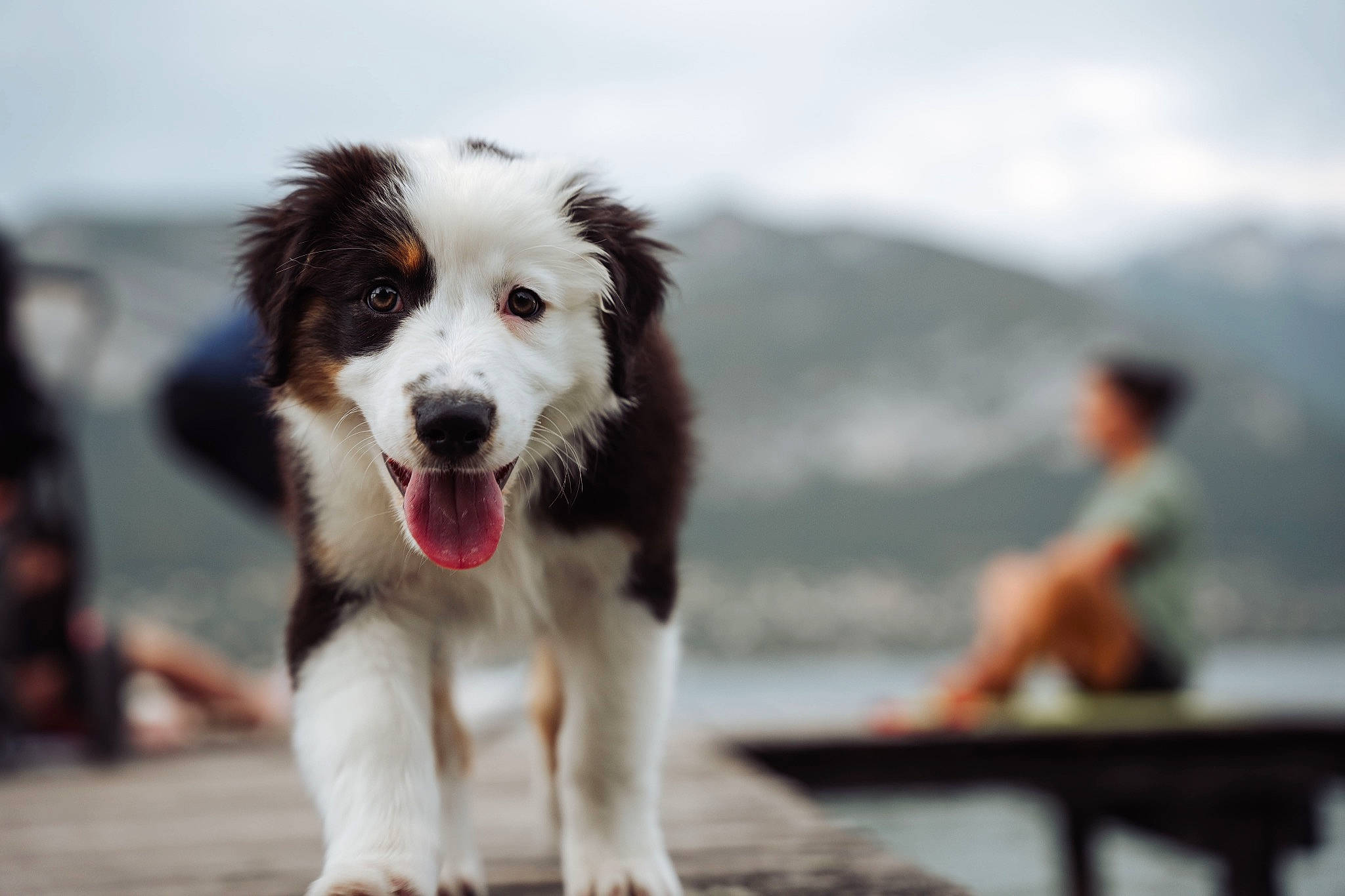 Virgule participe au concours pour gagner de l'argent avec cette photo : canidae, carnivore, companion_dog, dog, dog_breed, gun_dog, herding_dog, sky, working_dog