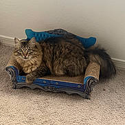 Mimi is registered to the contest to win money with this photo: cat, long_hair, fluffy, tabby, brown, pet, animal, feline, whiskers, ears, eyes, sitting, lounging, throne, scratching_post, blue_furniture, carpet, indoors, portrait, royal