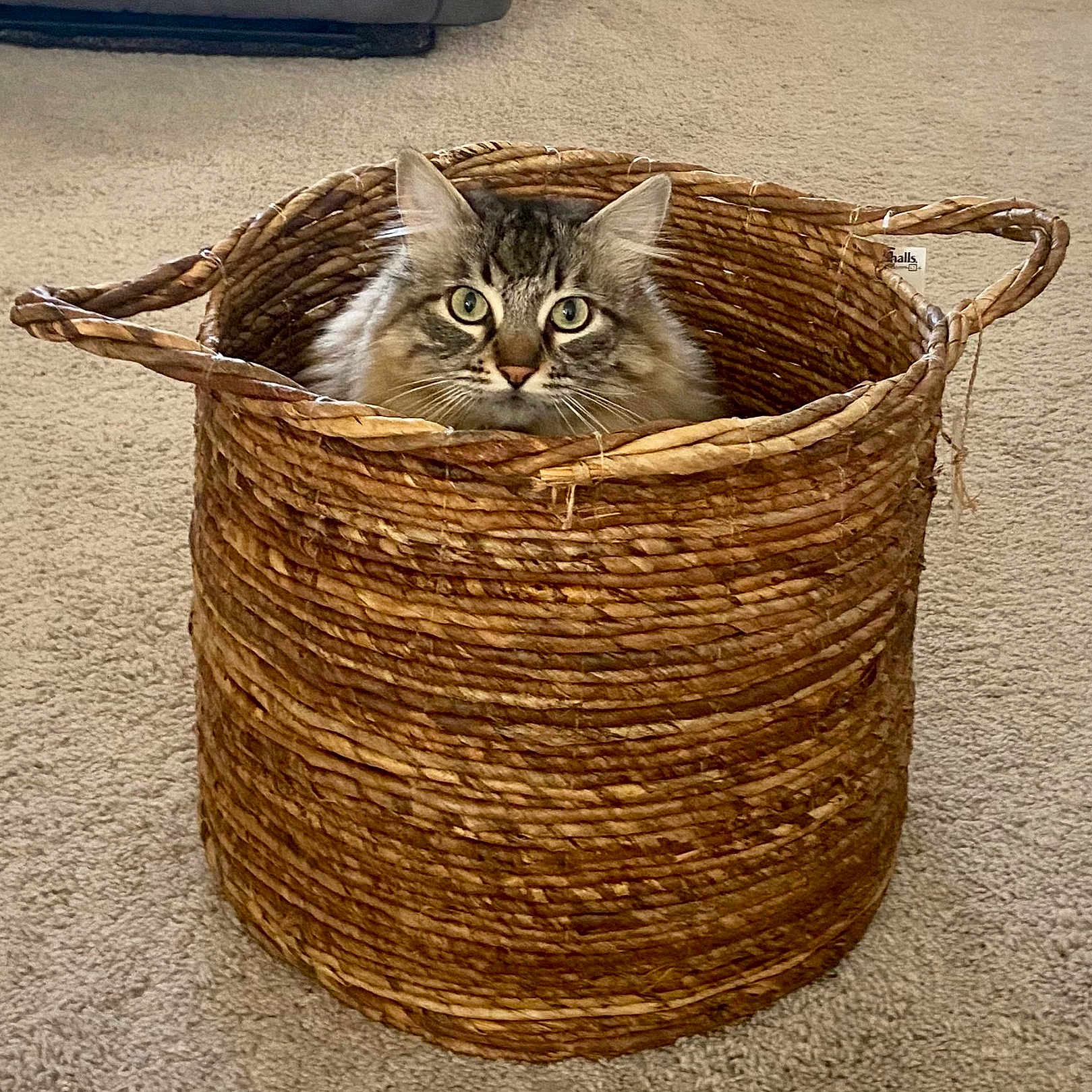 Mimi