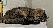 Mimi is registered to the contest to win money with this photo: cat, tabby_cat, sleeping, fluffy, fur, curled_up, animal, pet, bathroom, vanity, countertop, sink, towel, toiletries, home, indoors, resting, relaxed, cute, portrait