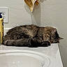 cat, tabby_cat, sleeping, fluffy, fur, curled_up, animal, pet, bathroom, vanity, countertop, sink, towel, toiletries, home, indoors, resting, relaxed, cute, portrait