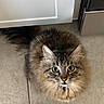 Mimi is registered to the contest to win money with this photo: cat, long_hair, fluffy, tabby, brown_fur, green_eyes, whiskers, ears, tail, pet, animal, indoors, kitchen, floor, cabinet, portrait, close_up, alert, staring, cute