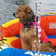 Rex is registered to the contest to win money with this photo: animal, calm, canine, colorful, daytime, dog, floating, fur, inflatable_raft, lake, life_jacket, nature, outdoor, pet, recreation, side_view, summer, water, water_droplets, water_sports