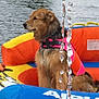 animal, calm, canine, colorful, daytime, dog, floating, fur, inflatable_raft, lake, life_jacket, nature, outdoor, pet, recreation, side_view, summer, water, water_droplets, water_sports