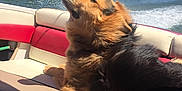 Rex joined the competition — help win amazing prizes! animal, boat, canine, daytime, dog, fur, lake, leisure, nature, outdoor, pet, relaxing, scenic, summer, sunny, travel, trees, vacation, water, wind