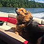 animal, boat, canine, daytime, dog, fur, lake, leisure, nature, outdoor, pet, relaxing, scenic, summer, sunny, travel, trees, vacation, water, wind