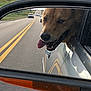 Rex joined the competition — help win amazing prizes! animal, canine, car, daytime, dog, grass, happy, highway, motion, nature, outdoor, pet, reflection, road, side_mirror, sky, tongue_out, transportation, travel, vehicle