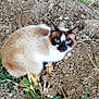 Luna a rejoint le concours — aidez-le/la à gagner de superbes lots ! balinese, birman, carnivore, cat, fawn, felidae, grass, kitten, organism, plant, ragdoll, siamese, small_to_medium_sized_cats, snowshoe, thai, tonkinese, whiskers, wildlife