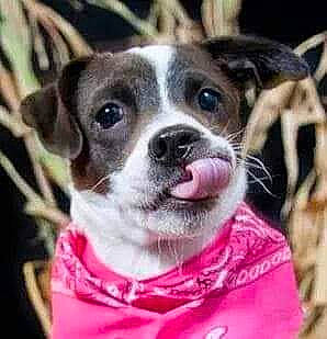 Lady joined the competition — help win amazing prizes! brown, canidae, carnivore, collar, companion_dog, dog, dog_breed, dog_collar, fawn, fur, iris, magenta, pet_supply, pink, puppy, snout, vertebrate, whiskers, working_animal, working_dog