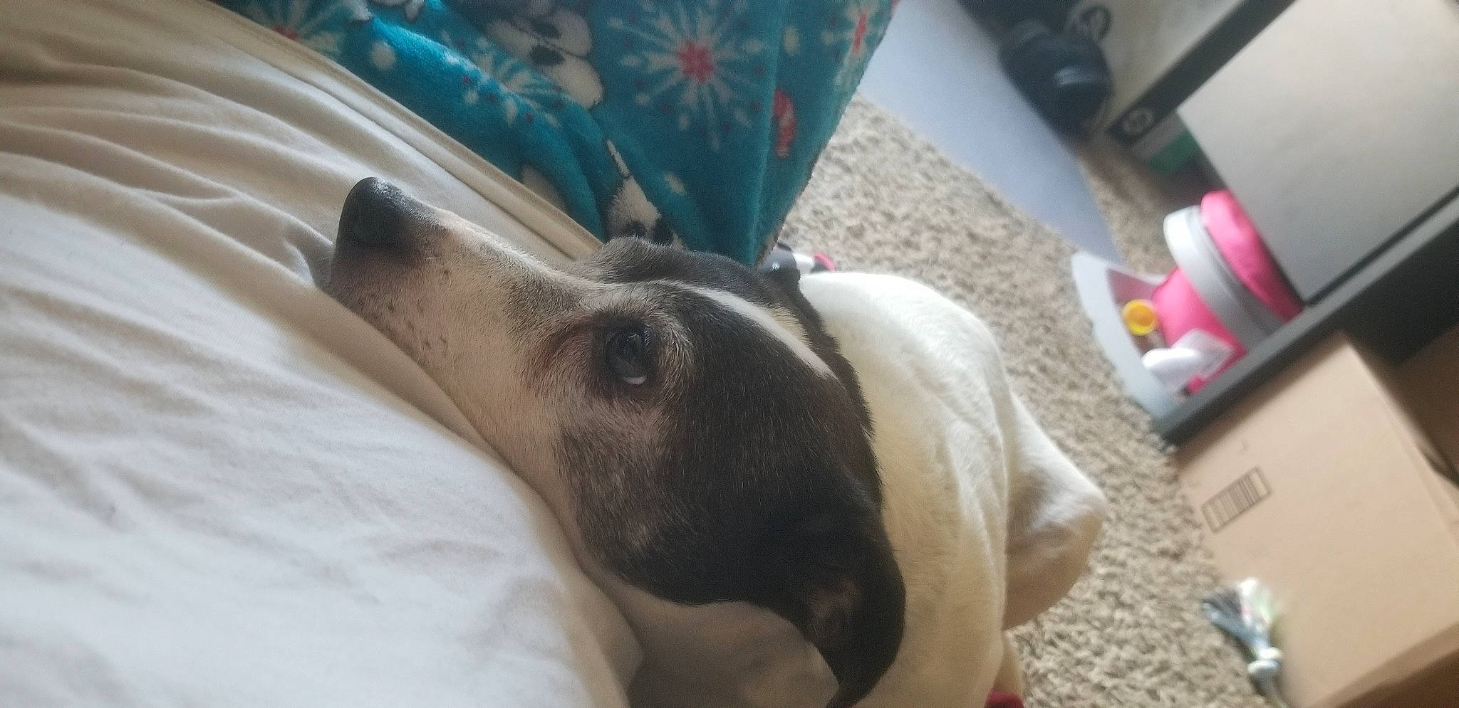 Lady joined the competition — help win amazing prizes! box, canidae, carnivore, comfort, companion_dog, dog, dog_breed, dog_supply, fawn, linens, plastic, snout, sporting_group, vertebrate, working_animal, working_dog