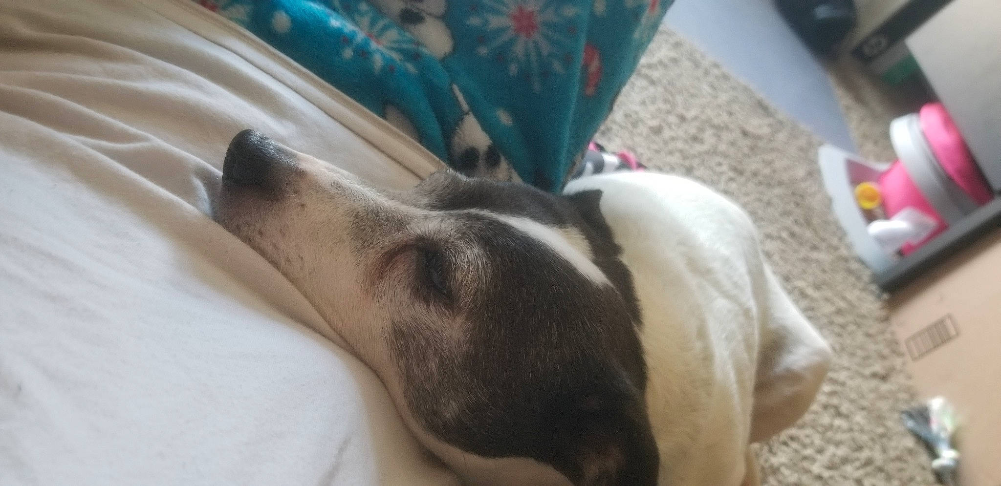 Lady joined the competition — help win amazing prizes! canidae, carnivore, comfort, companion_dog, dog, dog_breed, fawn, sleep, snout, sporting_group, working_animal, working_dog